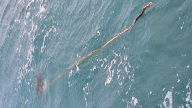 Štap u moru s kornjačom