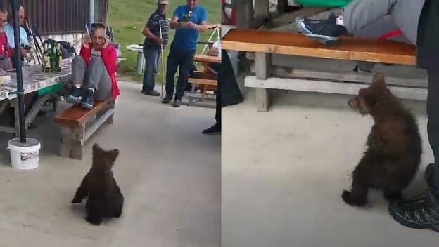 Medvjedić i planinari