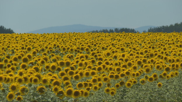 Suncokret u cvatu