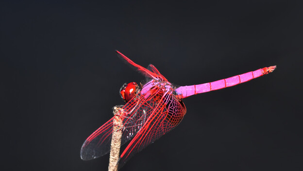 Vretence rithemis aurora