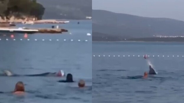 Dupin među kupaćima