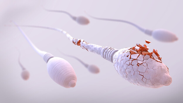 Spermiji, ilustracija