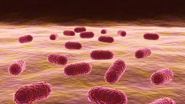 Acinetobacter baumannii, ilustracija