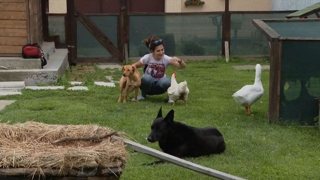 Nestala roda Miška - 1