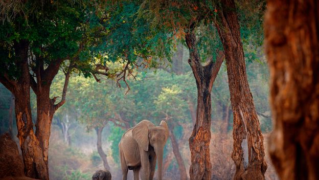 Mana Pools - 3