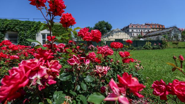 Lipanjska čarolija Botaničkog vrta u Zagrebu - 4