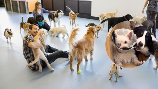 Psi u prostoriji za druženje i snimka pasa iz vrtića za pse