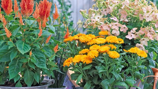 Lipanj je idealan za sadnju nekih vrsta cvijeća