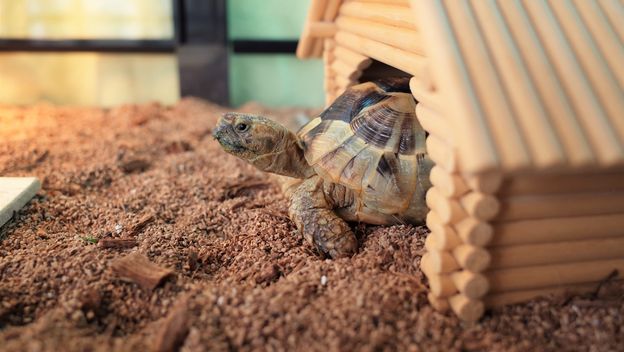 Kornjača, ilustracija