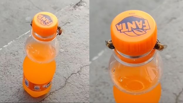 Pčele kako okreću čep boce