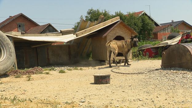 Napad pasa u Bjelovaru