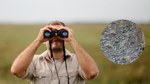 Muškarac koji gleda kroz dvogled i sakriveni snježni leopard