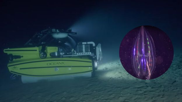 Podmornica za znanstvena istraživanja i bioluminiscentni organizam