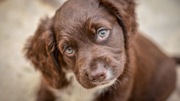 Štene koker španijela