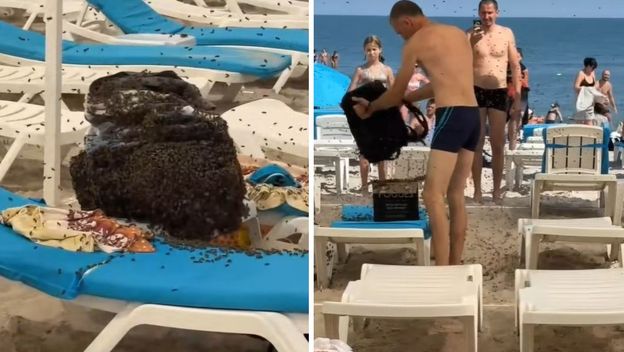 Pčele na plaži