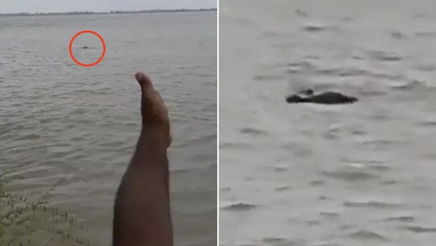 Krokodil odvukao dječaka u rijeku
