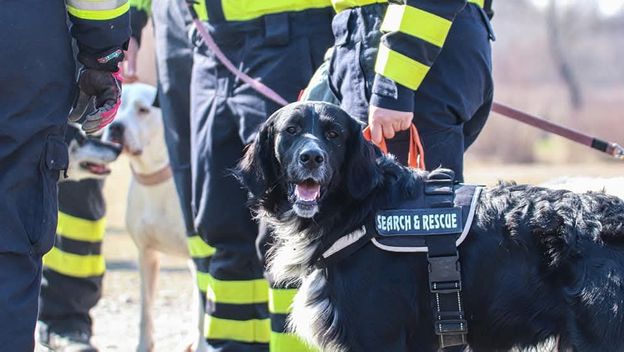 Oni odlaze kamo nitko drugi ne može: Potražni psi DVD-a Zapad u akcijama koje oduzimaju dah