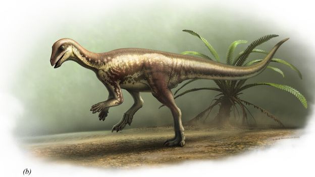 Enigmacursor mollyborthwickae