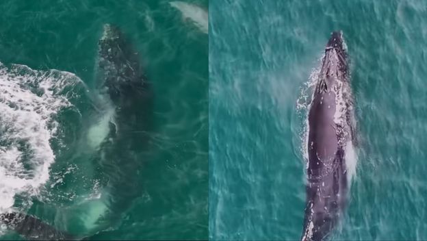 Grbavi kit u plitkom dijelu mora