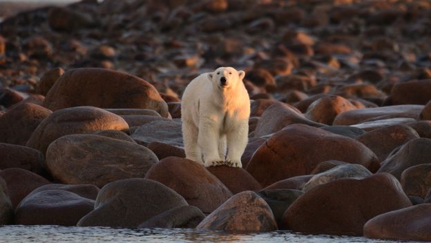 Polarni medvjed na stijenama u Hudson Bayu