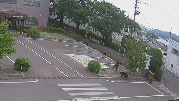 Napad medvjeda u Japanu