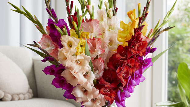 Gladiole u vazi