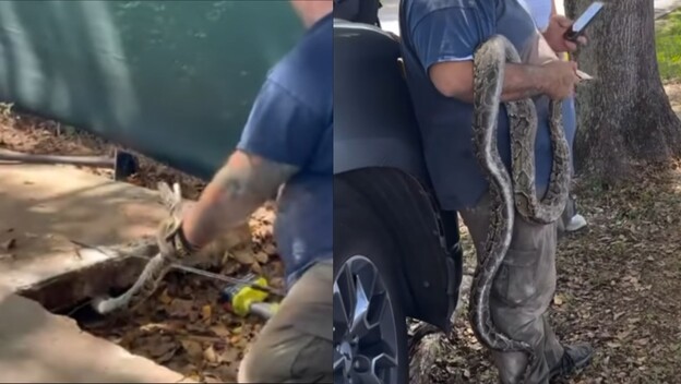 Uklanjanje ogromnog pitona ispod pločnika
