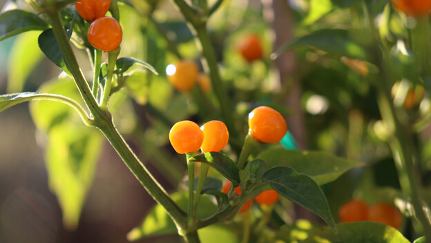 Aji Charapita