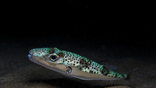 Srebrnopruga napuhača