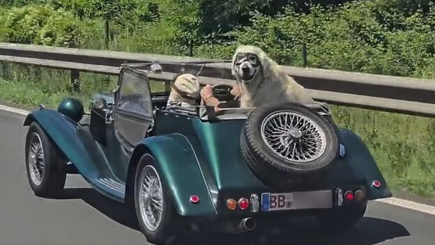 Pas u automobilu