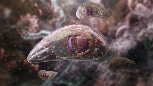Parazit Toxoplasma gondii