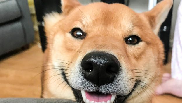 Najnasmijaniji pas na svijetu (Foto: Profimedia)