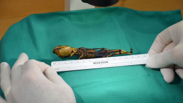 Patuljasta mumija pronađena u pustinji Atacama u Čileu (Foto: AFP) e