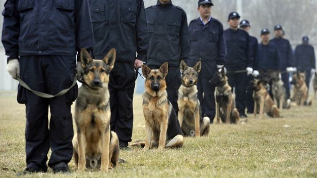 Policijski psi u Kini, ilustracija (Foto: AFP)
