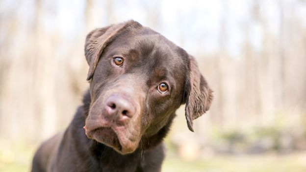 smeđi labrador