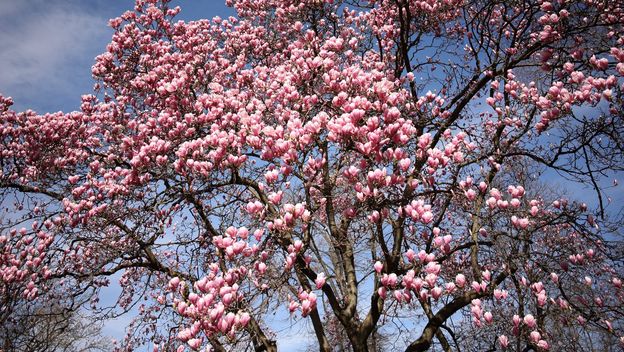 Rascvjetala magnolija u parku Ribnjak