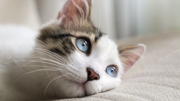 Mačke imaju odličan periferni vid od 200 stupnjeva, dok kod ljudi on iznosi 180 stupnjeva