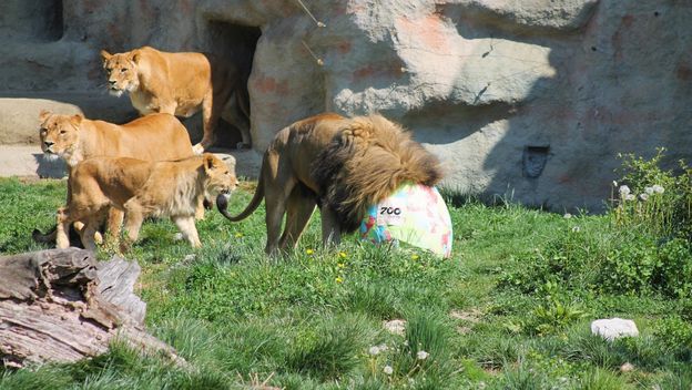 Zekanje u zagrebačkom Zoo vrtu na Uskrsni ponedjeljak - 4