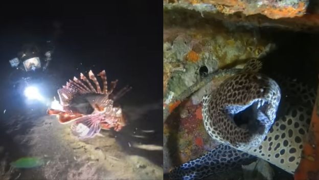 Ronilac Barny Dillarstone i životinje koje je snimio