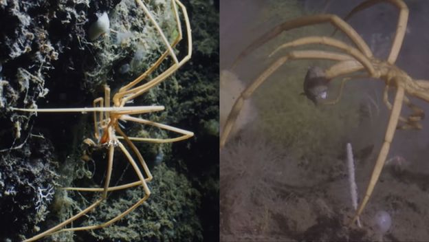 Morski pauk u svom prirodnom staništu