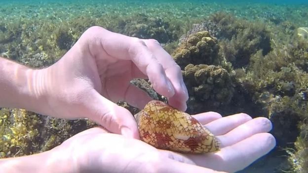 Podvodna slika ruku koje drže Puža stošca