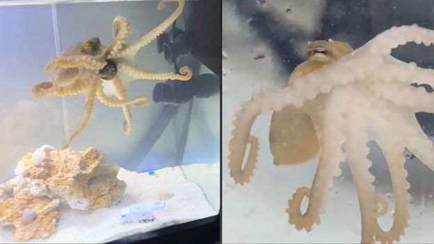 Hobotnica u akvariju kao kućni ljubimac