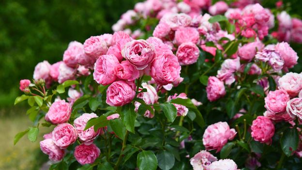 Ruže će predivno cvasti nakon pravilne rezidbe