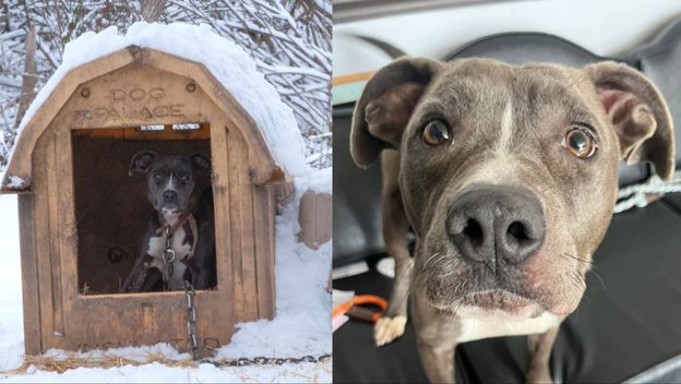 Pas u kučici na snijegu i nakon spašavanja