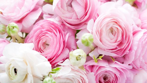 Ranunkula, cvijet koji izgleda kao sestra ruže i božura