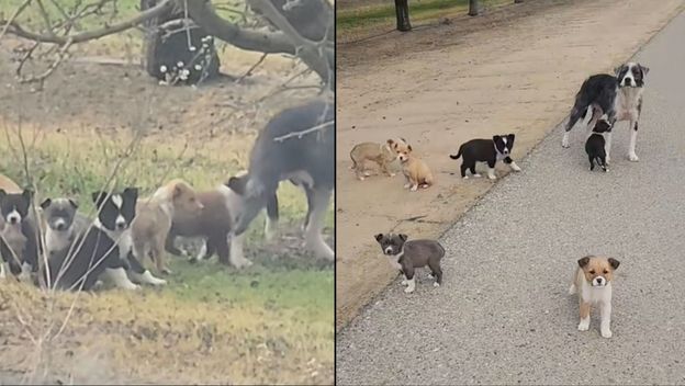 Pas sa svojim štencima na cesti