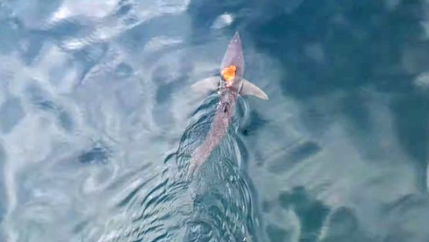 Hobotnica jaše morskog psa