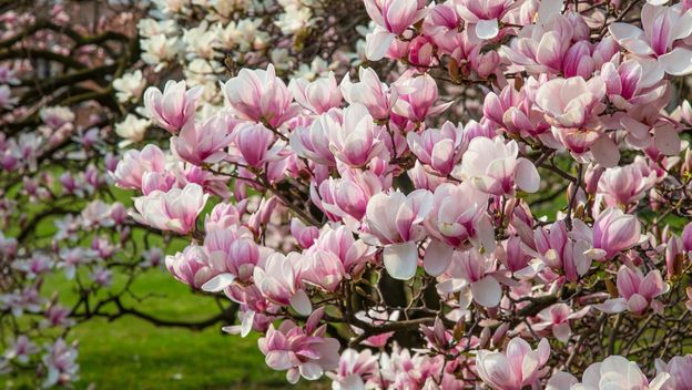 Svaka vrsta magnolije posebna je na svoj način