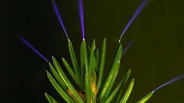 Korone na vrhovima borovih iglica