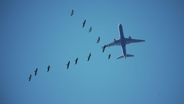 Kako se piše: letiti ili letjeti